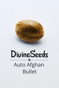 auto-afghan-bullet