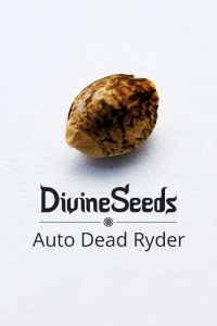 auto-dead-ryder