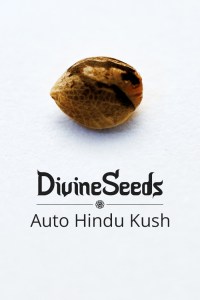 auto-hindu-kush