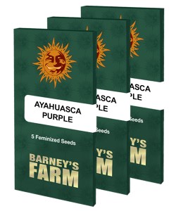 ayahuasca-purple_packet_large_seeds