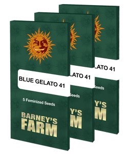 blue-gelato-41_packet_large_seeds
