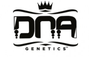 dna-genetics-cannabis-seeds-86942