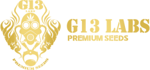 g13-logo-w384-o29