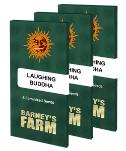 laughing-buddha_packet_large_seeds