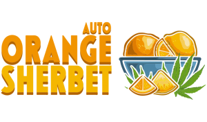 orange-sherbet-auto