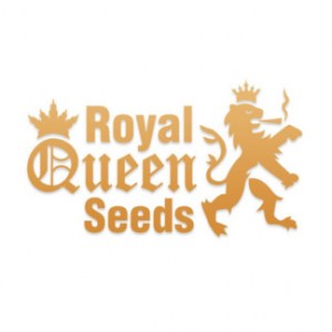 royal-queen-seeds-324x32434