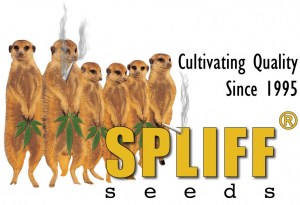 spliff-seeds-cannabis-marijuana-feminized-autoflowering_01