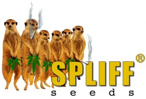 spliffseedslogo3